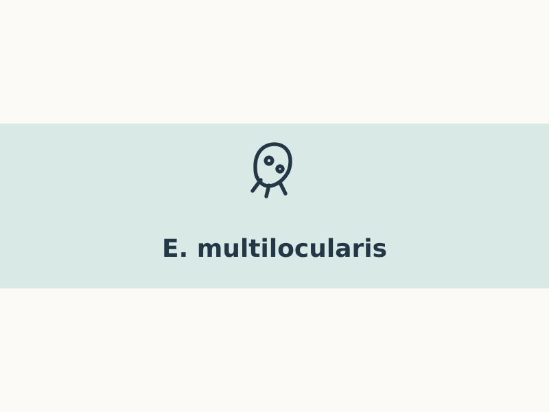 echinococcus-multilocularis